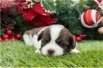 shih-tzu-puppy-picture-0fbfce1f-d.jpg