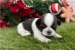 shih-tzu-puppy-picture-0fbfce1f-d.jpg