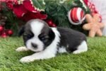shih-tzu-puppy-picture-0fbfce1f-d.jpg