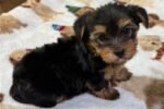 yorkshire-terrier-yorkie-pupp-1-5.jpg