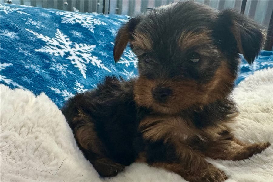 yorkshire-terrier-yorkie-pup-10.jpg