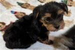yorkshire-terrier-yorkie-pupp-1-5.jpg