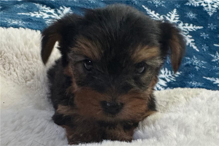 yorkshire-terrier-yorkie-pup-11.jpg