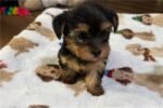 yorkshire-terrier-yorkie-pupp-1-5.jpg