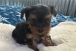 yorkshire-terrier-yorkie-pupp-1-3.jpg
