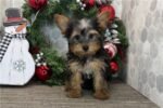 yorkshire-terrier-yorkie-puppy-pi.jpg