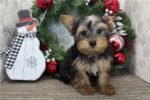 yorkshire-terrier-yorkie-puppy-pi.jpg