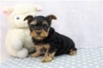 yorkshire-terrier-yorkie-pupp-1-1.jpg