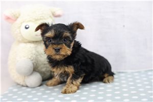 yorkshire-terrier-yorkie-pupp-2-2.jpg
