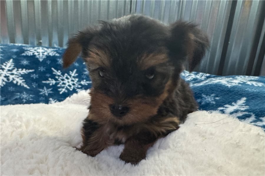 yorkshire-terrier-yorkie-pupp-2-3.jpg