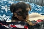 yorkshire-terrier-yorkie-pupp-1-5.jpg