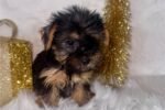 yorkshire-terrier-yorkie-pupp-1-7.jpg