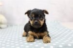 yorkshire-terrier-yorkie-pupp-1-1.jpg