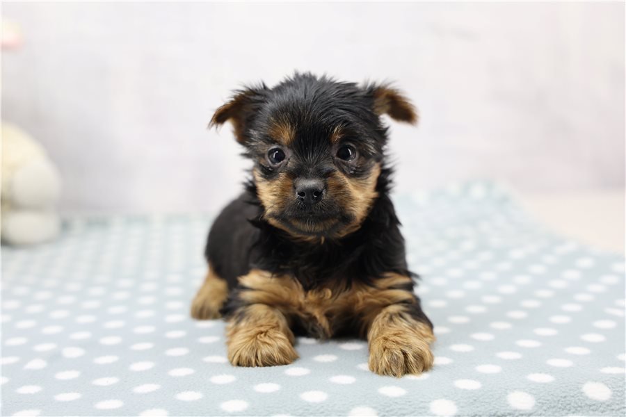 yorkshire-terrier-yorkie-pupp-3-1.jpg