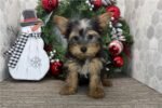 yorkshire-terrier-yorkie-puppy-pi.jpg
