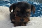 yorkshire-terrier-yorkie-pupp-1-3.jpg