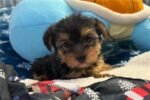 yorkshire-terrier-yorkie-pupp-1-5.jpg
