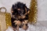 yorkshire-terrier-yorkie-pupp-1-7.jpg