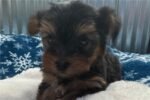 yorkshire-terrier-yorkie-pupp-1-3.jpg