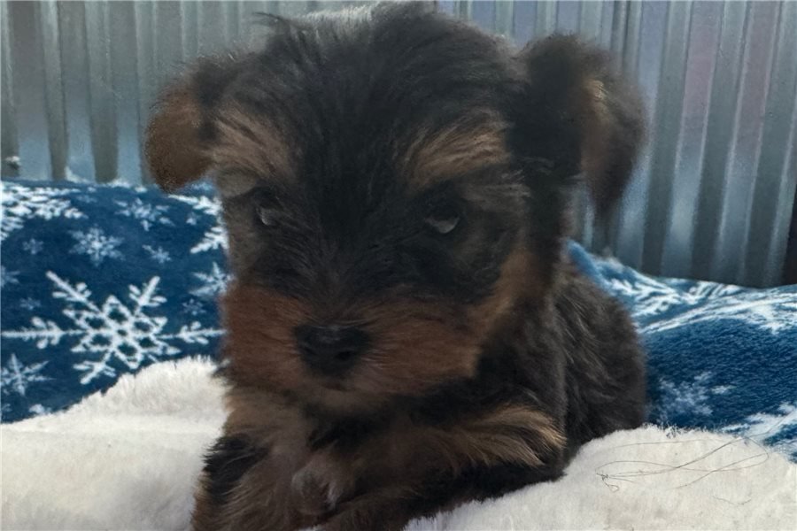 yorkshire-terrier-yorkie-pupp-4-1.jpg
