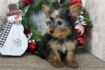 yorkshire-terrier-yorkie-puppy-pi.jpg