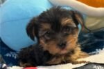 yorkshire-terrier-yorkie-pupp-1-5.jpg