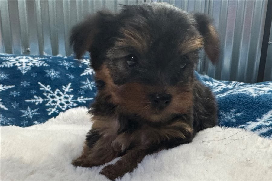 yorkshire-terrier-yorkie-pupp-5-1.jpg