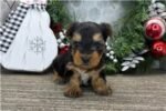 yorkshire-terrier-yorkie-puppy-pi.jpg