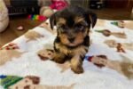 yorkshire-terrier-yorkie-pupp-1-5.jpg
