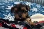 yorkshire-terrier-yorkie-pupp-1-5.jpg