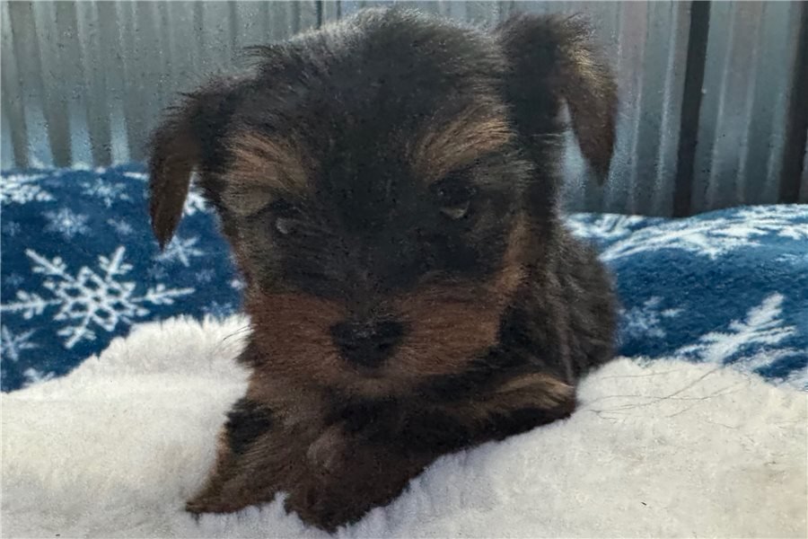 yorkshire-terrier-yorkie-pupp-6.jpg