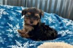 yorkshire-terrier-yorkie-pupp-1-5.jpg