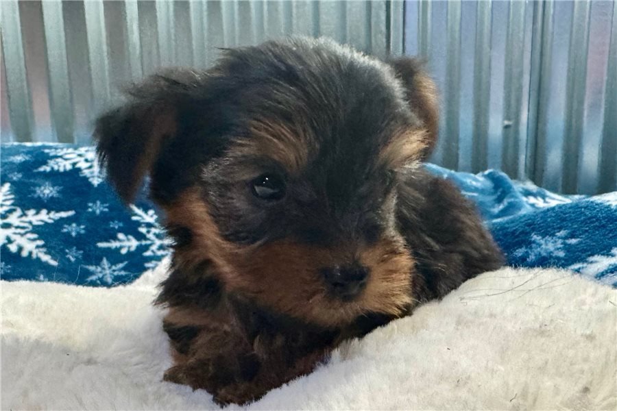 yorkshire-terrier-yorkie-pupp-7.jpg