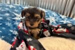 yorkshire-terrier-yorkie-pupp-1-5.jpg
