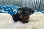 yorkshire-terrier-yorkie-pupp-1-3.jpg