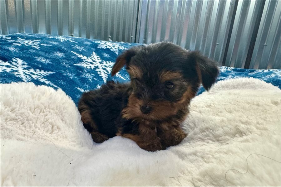 yorkshire-terrier-yorkie-pupp-8.jpg