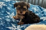 yorkshire-terrier-yorkie-pupp-1-5.jpg