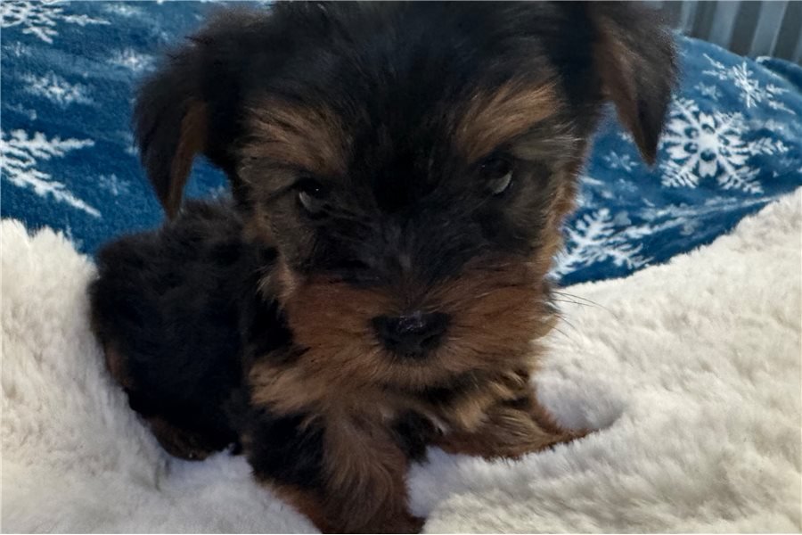 yorkshire-terrier-yorkie-pupp-9.jpg