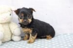 yorkshire-terrier-yorkie-pupp-1-1.jpg