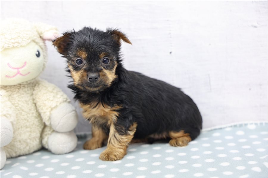 yorkshire-terrier-yorkie-puppy-pi-2.jpg