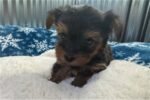 yorkshire-terrier-yorkie-pupp-1-3.jpg