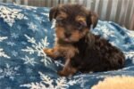 yorkshire-terrier-yorkie-pupp-1-5.jpg