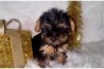 yorkshire-terrier-yorkie-pupp-1-7.jpg
